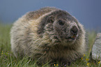 sitting Marmot