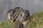 Alpine Marmots