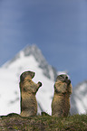 Alpine Marmots