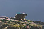 sitting Marmot