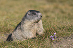 sitting Marmot