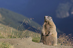 sitting Marmot