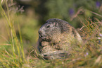 Marmot portrait