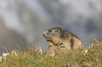 sitting Marmot