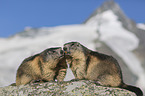 Alpine Marmots