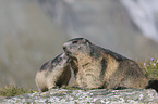 Alpine Marmots