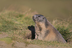 sitting Marmot