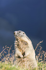 sitting Marmot