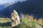 sitting Marmot