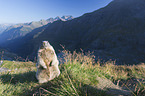 sitting Marmot