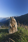 sitting Marmot