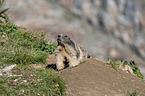 sitting Marmot