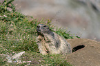 sitting Marmot