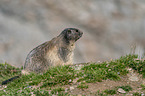 sitting Marmot