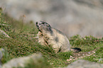 sitting Marmot