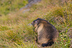 marmot