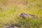 marmot