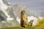 marmots