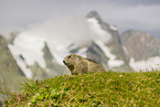 marmot