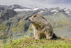 marmot