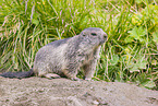 marmot