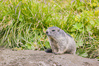 marmot