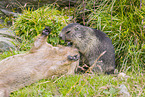 marmots