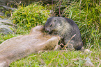 marmots