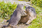 marmots
