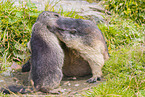 marmots