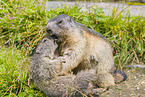 marmots