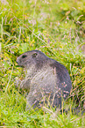 marmot