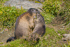 marmots