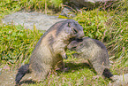 marmots