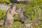 marmots