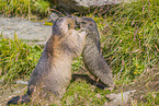 marmots