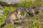 marmots