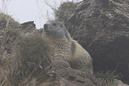 Marmot