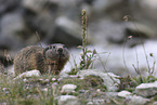 Marmot