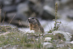 Marmot