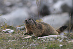 Marmot