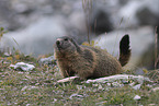 Marmot