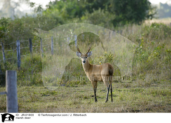 marsh deer / JR-01800