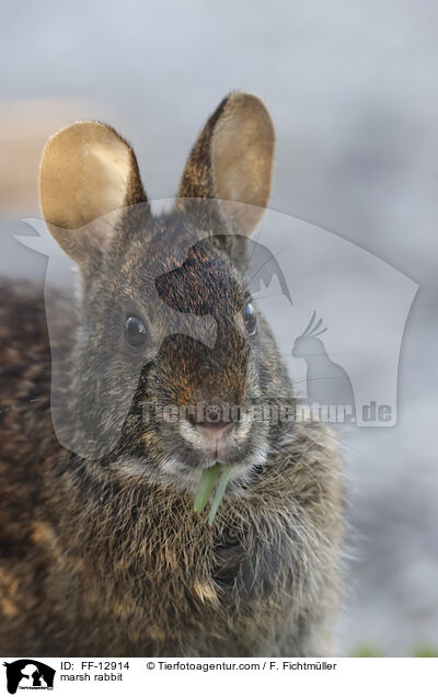 Marschkaninchen / marsh rabbit / FF-12914