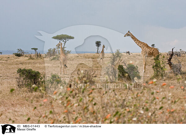 Massaigiraffe / Masai Giraffe / MBS-01443
