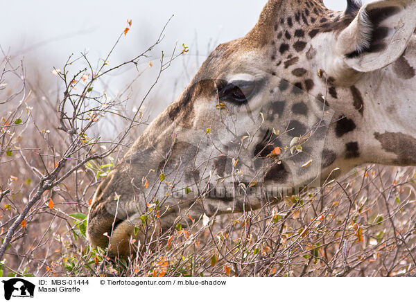 Masai Giraffe / MBS-01444