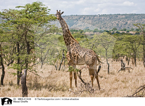 Massaigiraffe / Masai Giraffe / MBS-01448