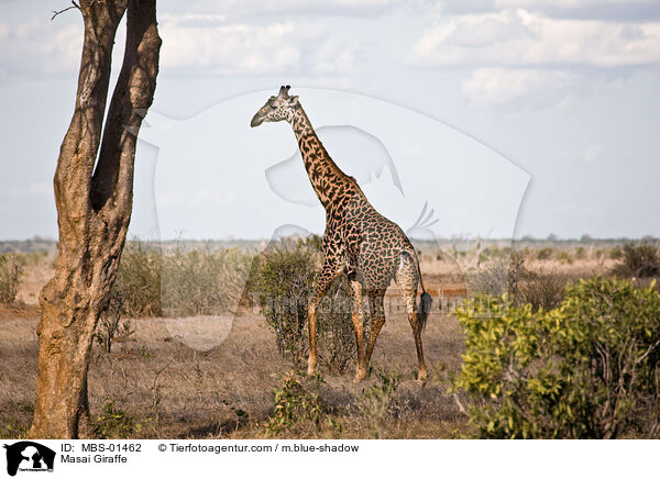 Massaigiraffe / Masai Giraffe / MBS-01462