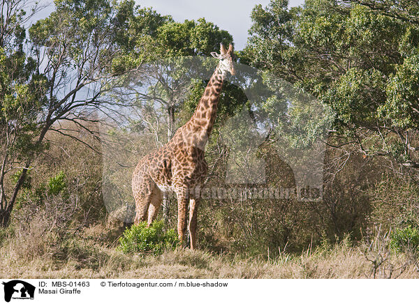 Massaigiraffe / Masai Giraffe / MBS-01463