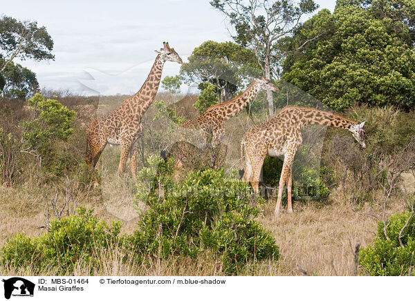 Massaigiraffen / Masai Giraffes / MBS-01464